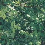 森森