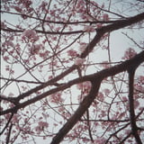 曇り桜