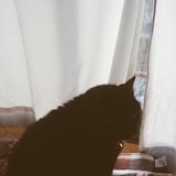 猫ちん