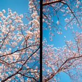 桜 #2