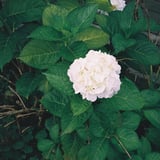 紫陽花