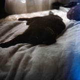 もはや毛布