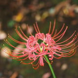 曼珠沙華