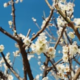 梅の花