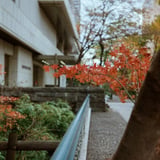 秋