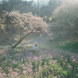 春の夢