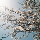 春 まばゆく