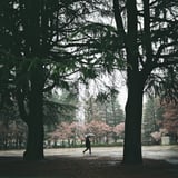 桜の雨