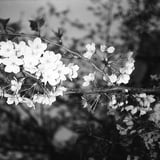 夜桜