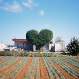 島にて。