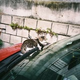 猫。