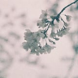 春の頃