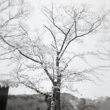 春の頃
