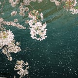 水面に浮かぶ桜
