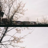 春のころ。