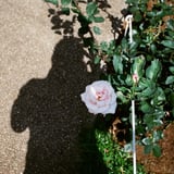 薔薇。