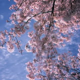 春の頃。