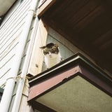 見上げれば。