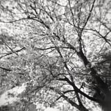 Holga。