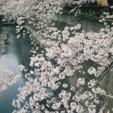 さくら