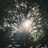 明日は。