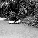 船橋の猫さん。