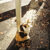 猫。