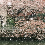 雪桜