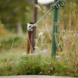 登山道脇の花たち