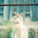 ねこ