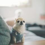 犬との休日