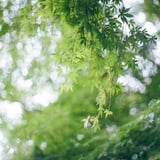 光にとけるもみじ