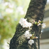 さくら