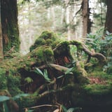 森