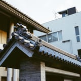 山門のひまわり