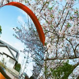 カーブミラーに桜
