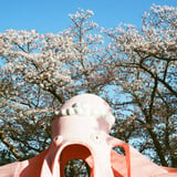桜とタコ
