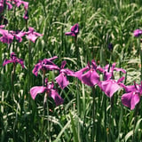 花菖蒲