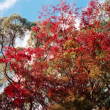 紅葉　旧安川邸にて