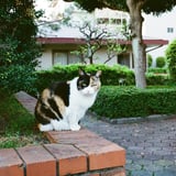 三毛猫さん