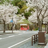 桜と梅ヶ枝餅