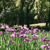 花菖蒲