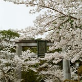 高見神社　桜
