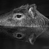ピバラ、水鏡に映る