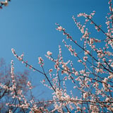 春の声