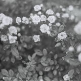 やっぱり花が好き