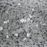 クローバーとお花