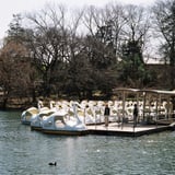 公園のスワンボート