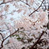 桜咲きぬ