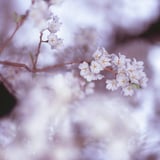 桜花春霞図。